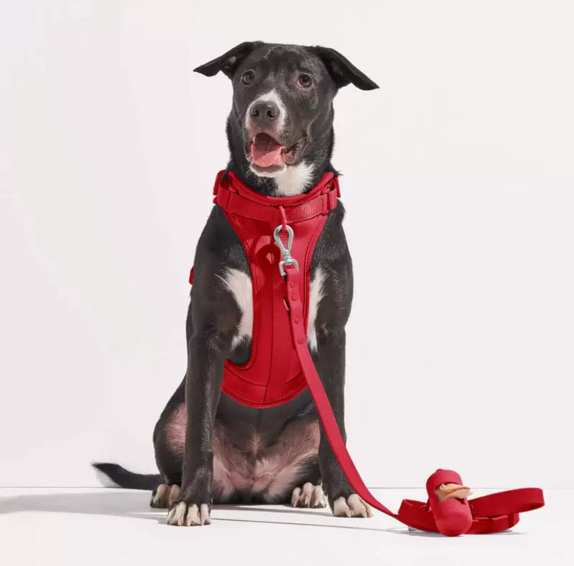 Harness Walk Kit